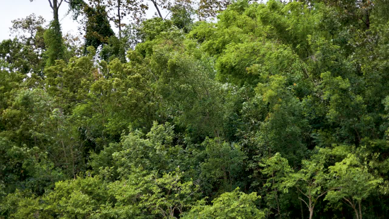 树木在大雨和强风下。热带风暴概念。视频素材