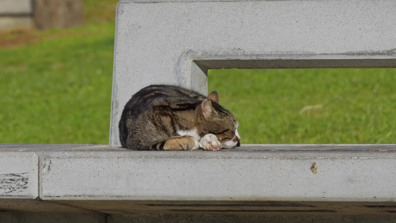 斑纹流浪猫在混凝土长凳上睡觉时看着相机视频素材