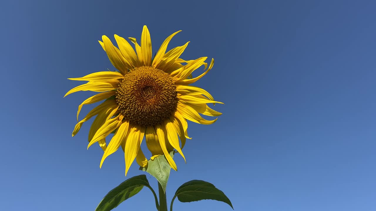 向日葵花在晴朗晴朗的天空。视频素材