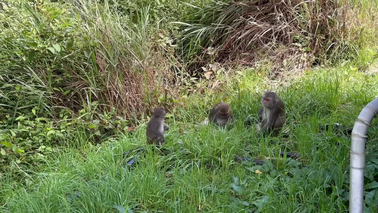 野生猴子视频素材