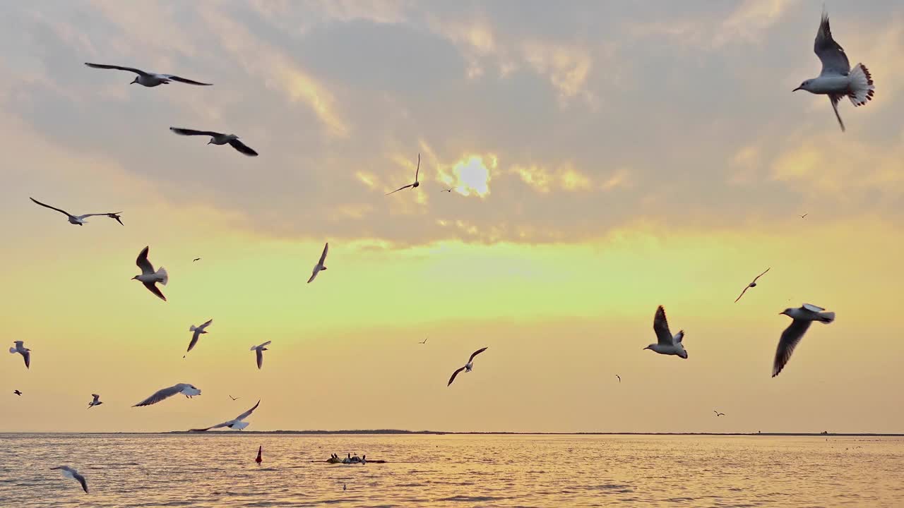 在雾蒙蒙的日子里，在地平线上的海洋海滩上飞翔的鸟儿视频素材