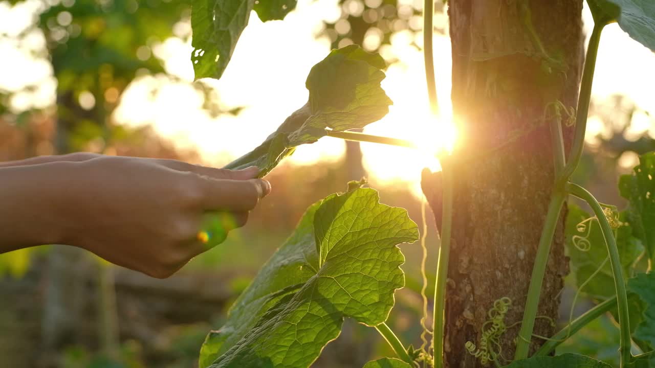 照顾植物的女农民视频素材