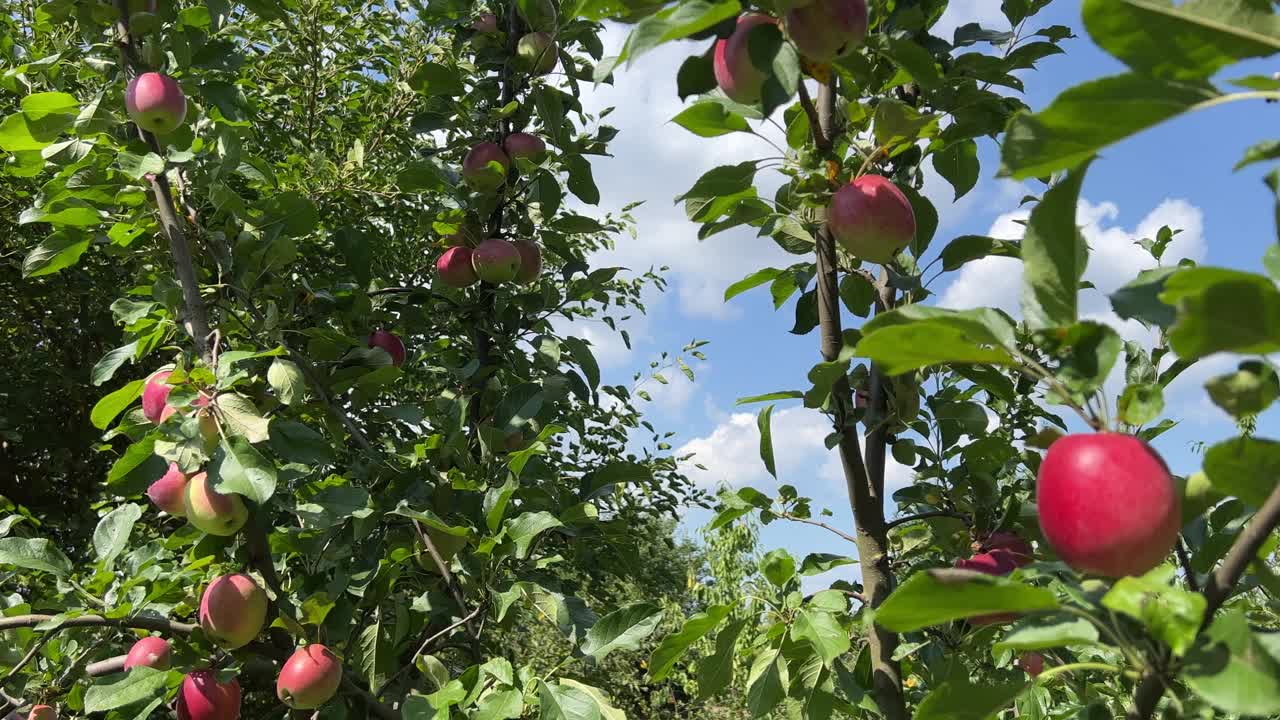 果园里的苹果树，新鲜的苹果味道最鲜美。视频素材