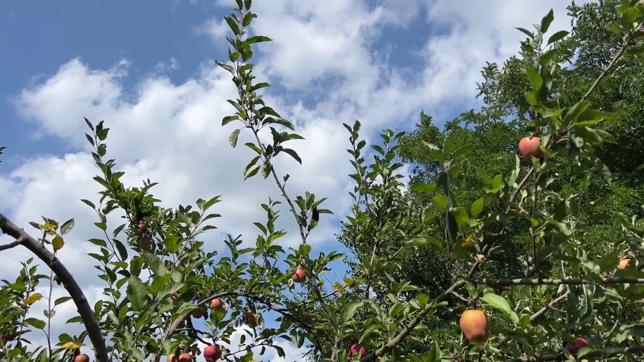 红苹果树视频素材