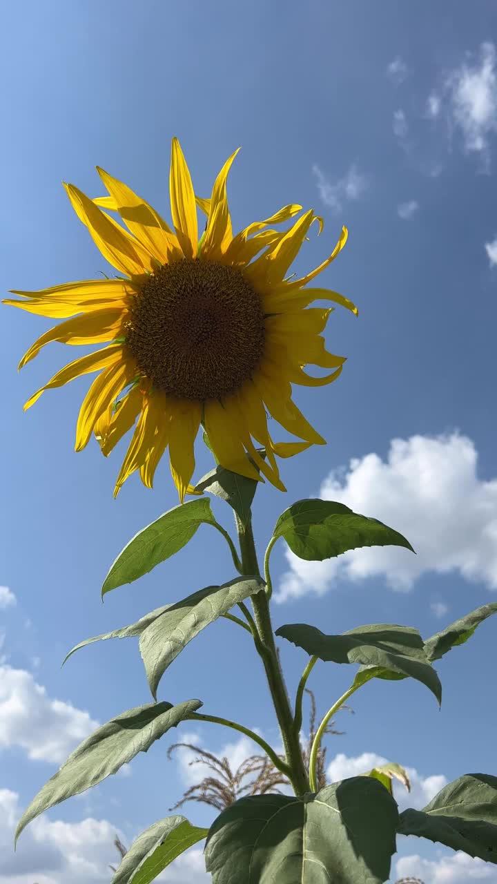 向日葵明黄色的花瓣映在蓝天上，垂直视频。视频素材