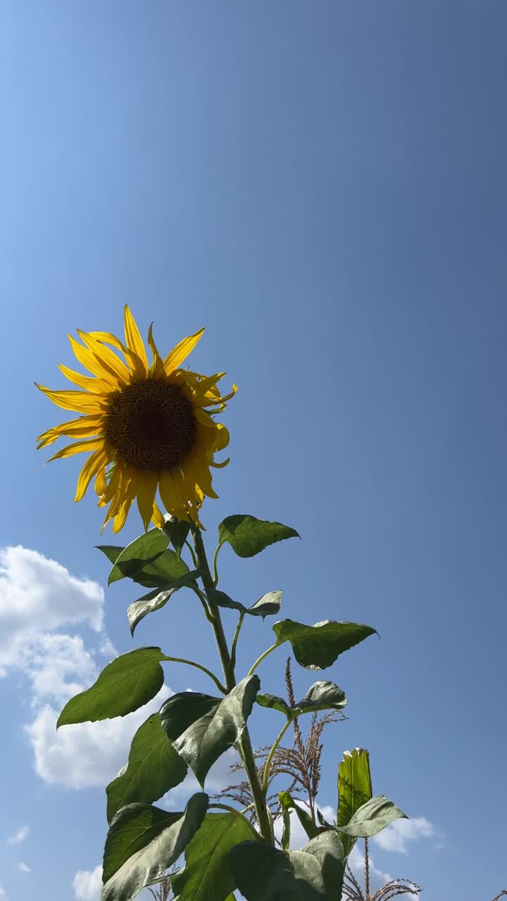 田里的向日葵，垂直视频。视频素材