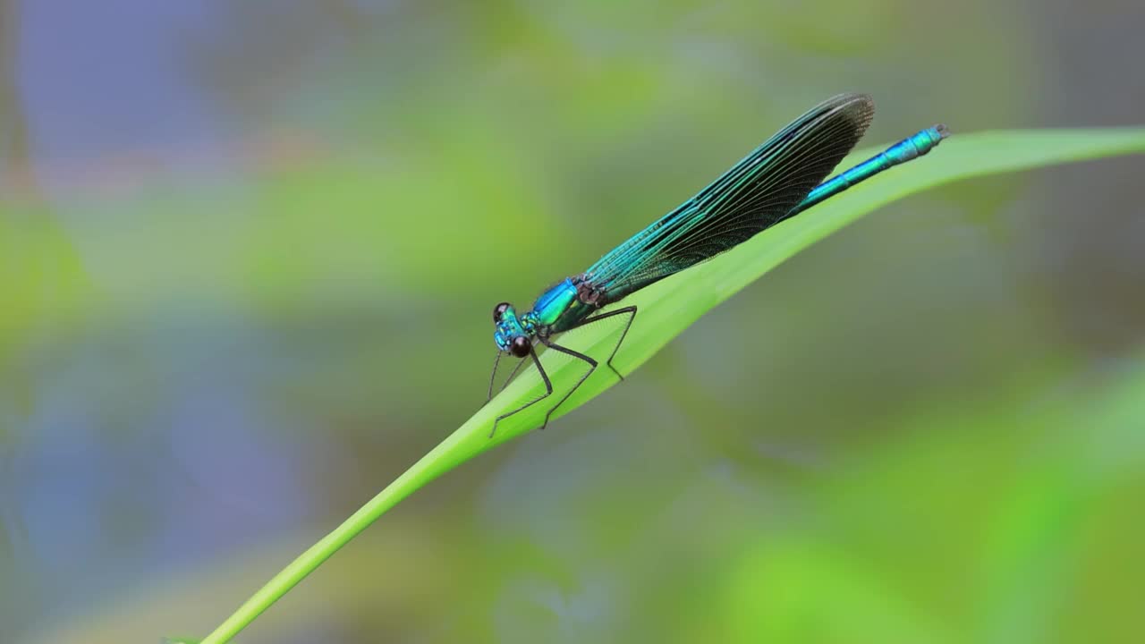 美丽少女(Calopteryx virgo)是一种欧洲豆娘，属于Calopterygidae家族。它经常在水流湍急的水域被发现，那里是它最喜欢的地方。视频素材