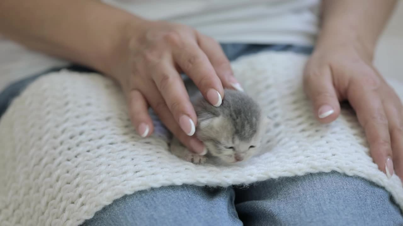 抱着一只刚出生的灰色小猫的女人的手视频素材