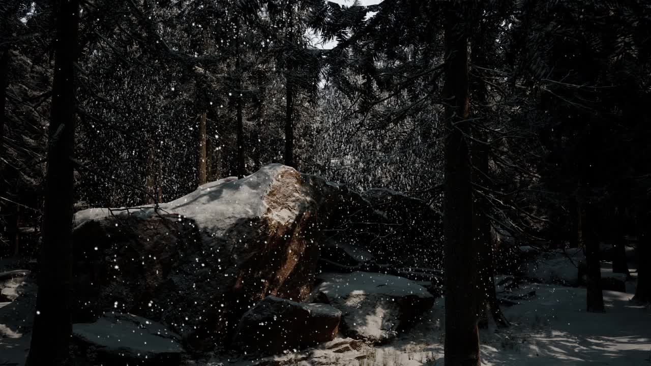 冬天的森林里有雪视频素材