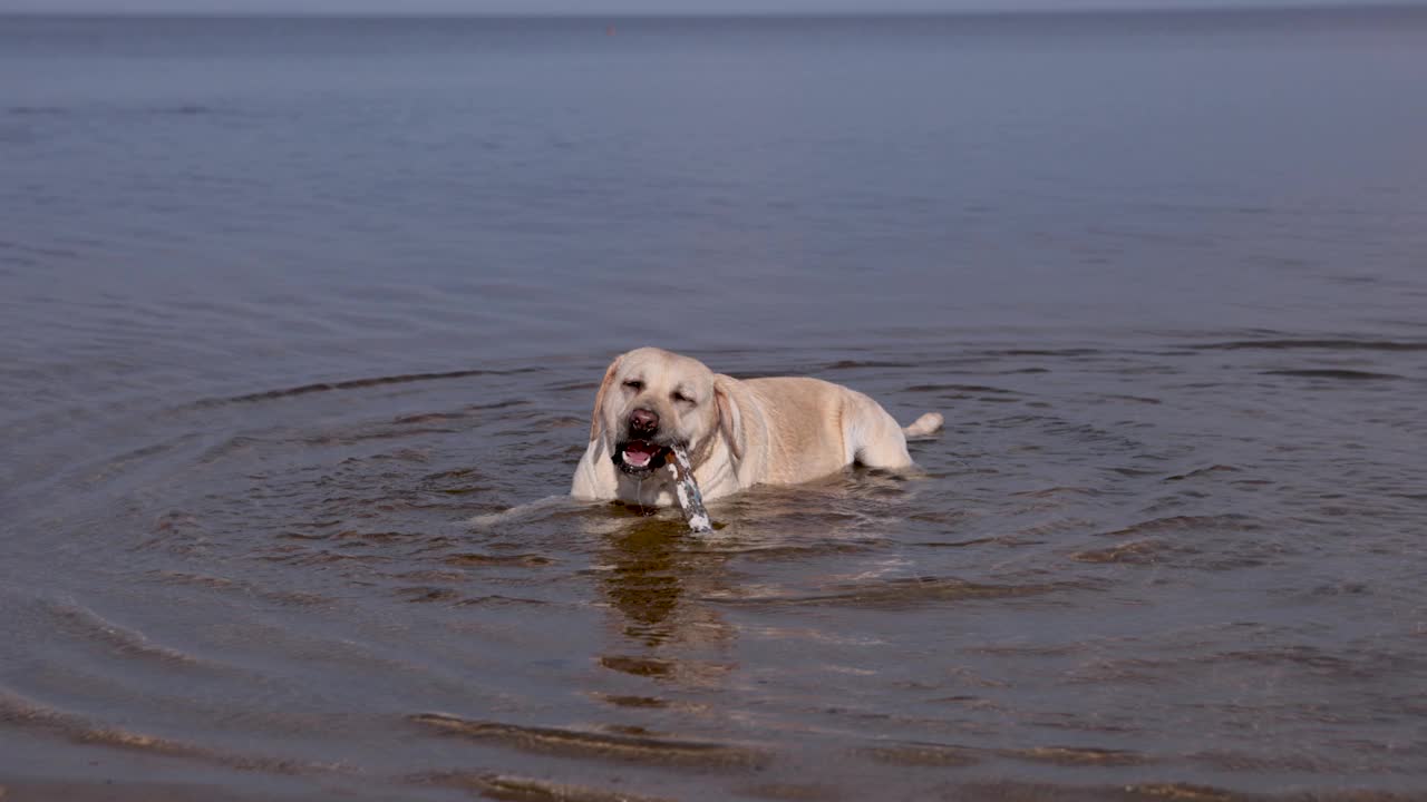 小鹿拉布拉多犬在河里游泳。在溅起水花的水上奔跑。视频下载