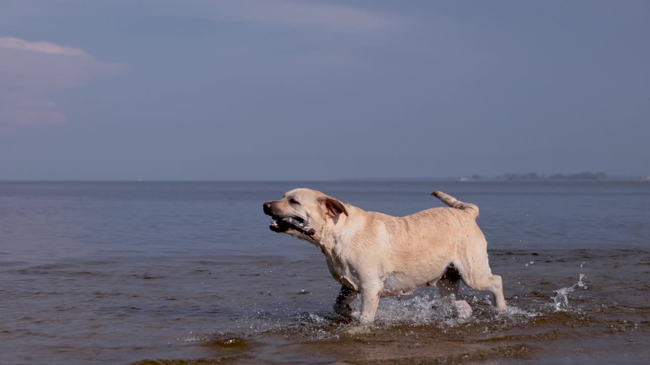 小鹿拉布拉多犬在河里游泳。在溅起水花的水上奔跑。视频下载