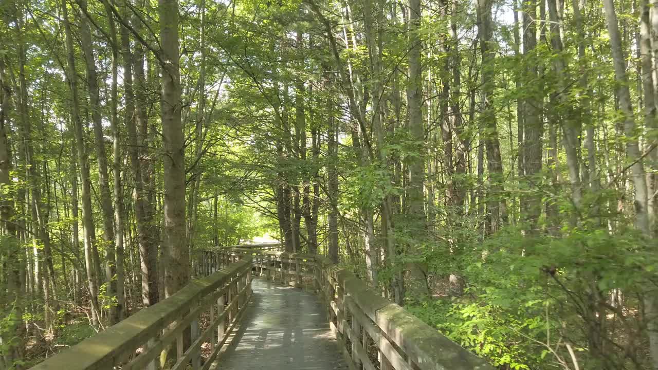 漫步在树木繁茂的湿地-后视图视频素材