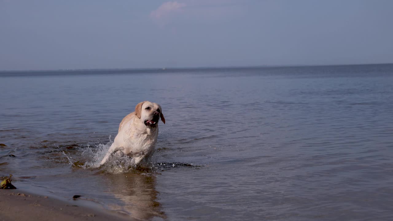 小鹿拉布拉多犬在河里游泳。在溅起水花的水上奔跑。视频下载