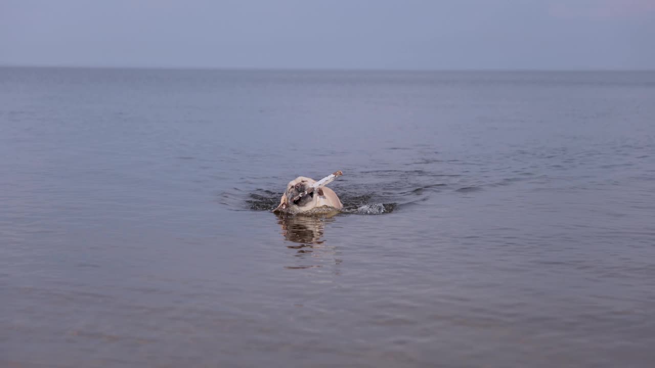 小鹿拉布拉多犬在河里游泳。在溅起水花的水上奔跑。视频下载