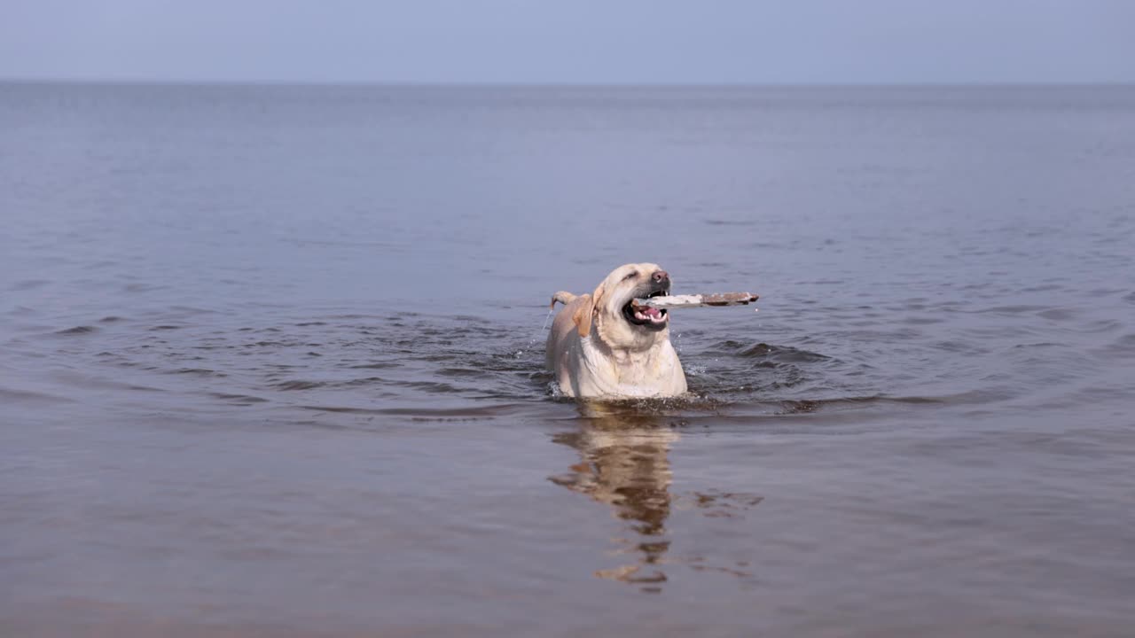 小鹿拉布拉多犬在河里游泳。在溅起水花的水上奔跑。视频下载