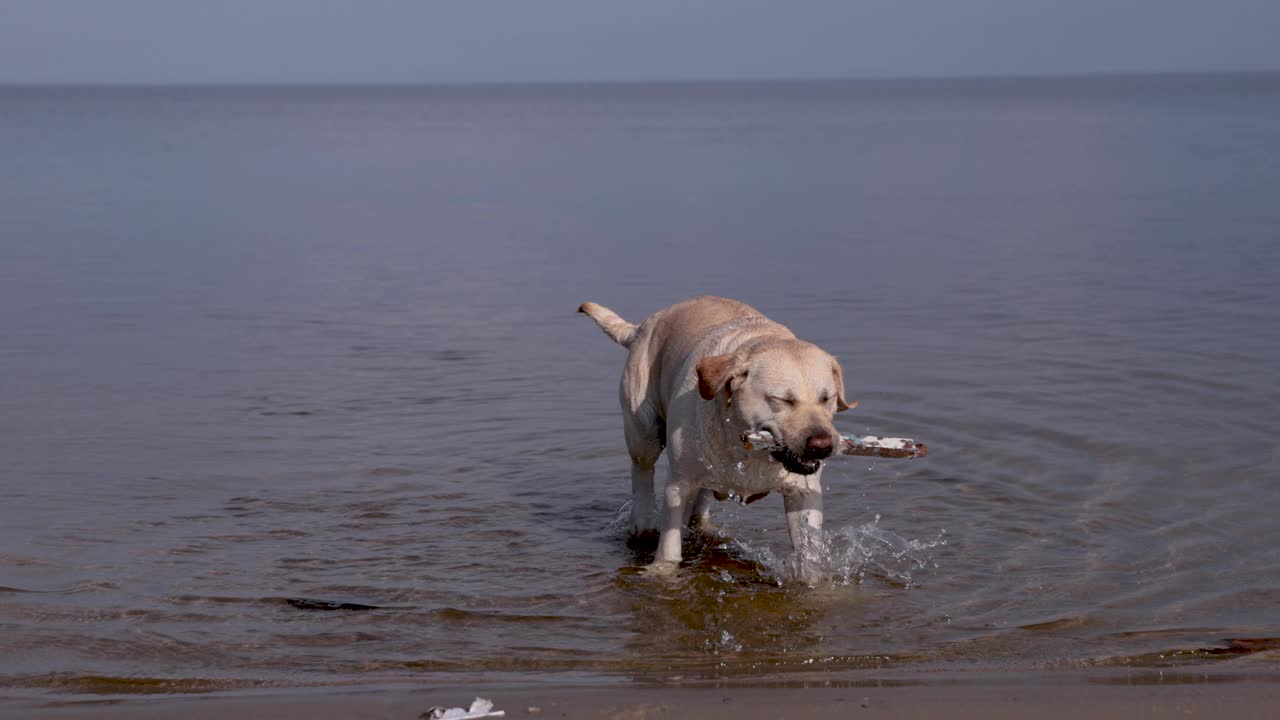 小鹿拉布拉多犬在河里游泳。在溅起水花的水上奔跑。视频下载