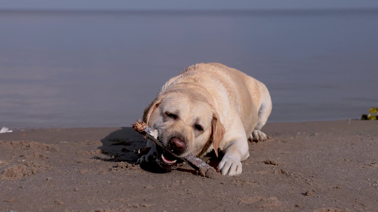 小鹿拉布拉多犬在河里游泳。在溅起水花的水上奔跑。视频下载