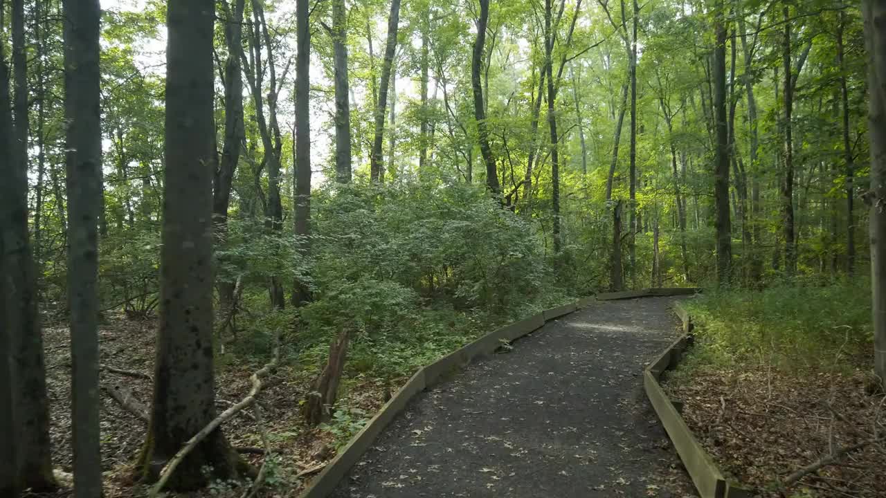 步行的树木湿地-后视图视频素材