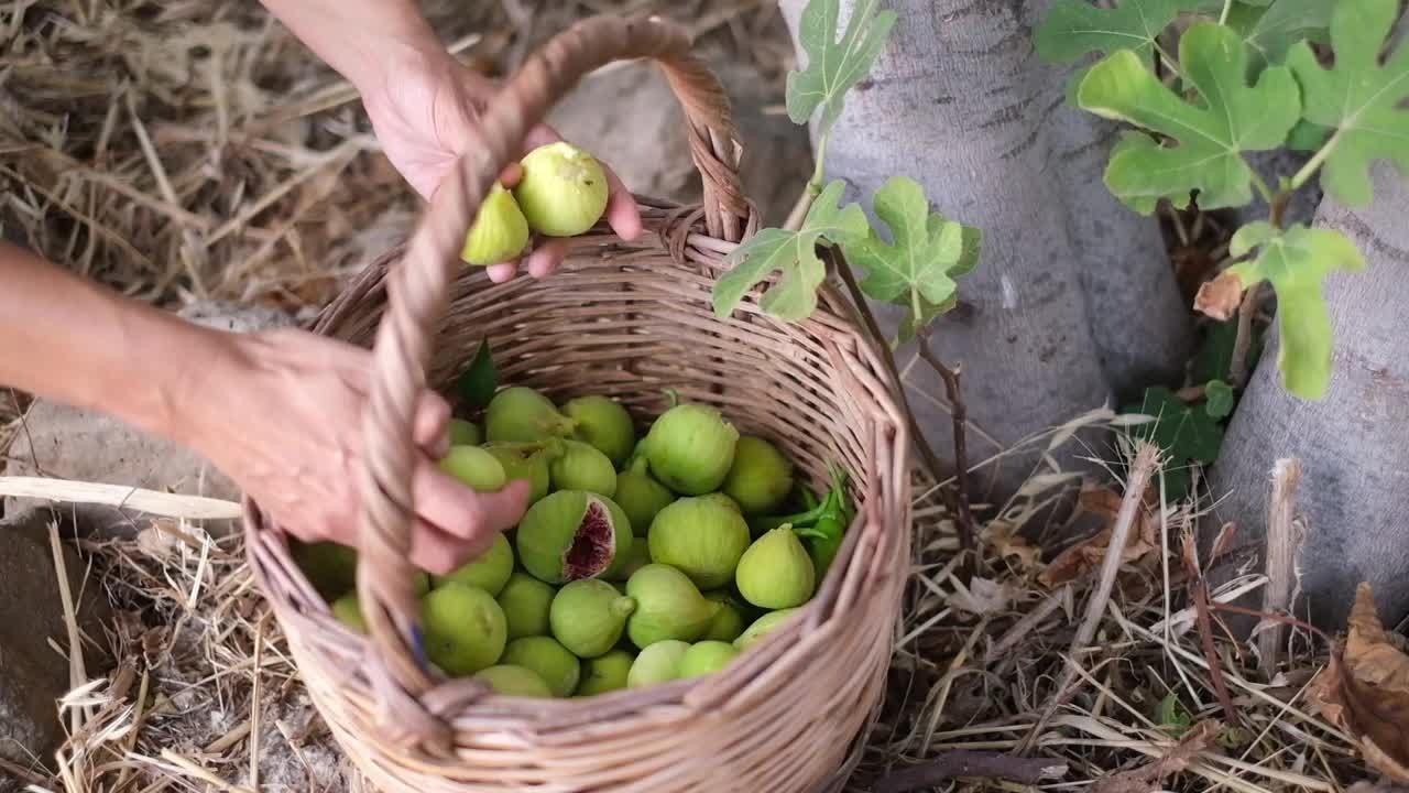 篮子里的无花果。视频下载