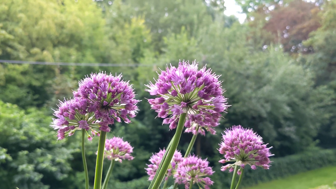 德国大蒜(Allium senescens)可食用的葱属植物视频素材