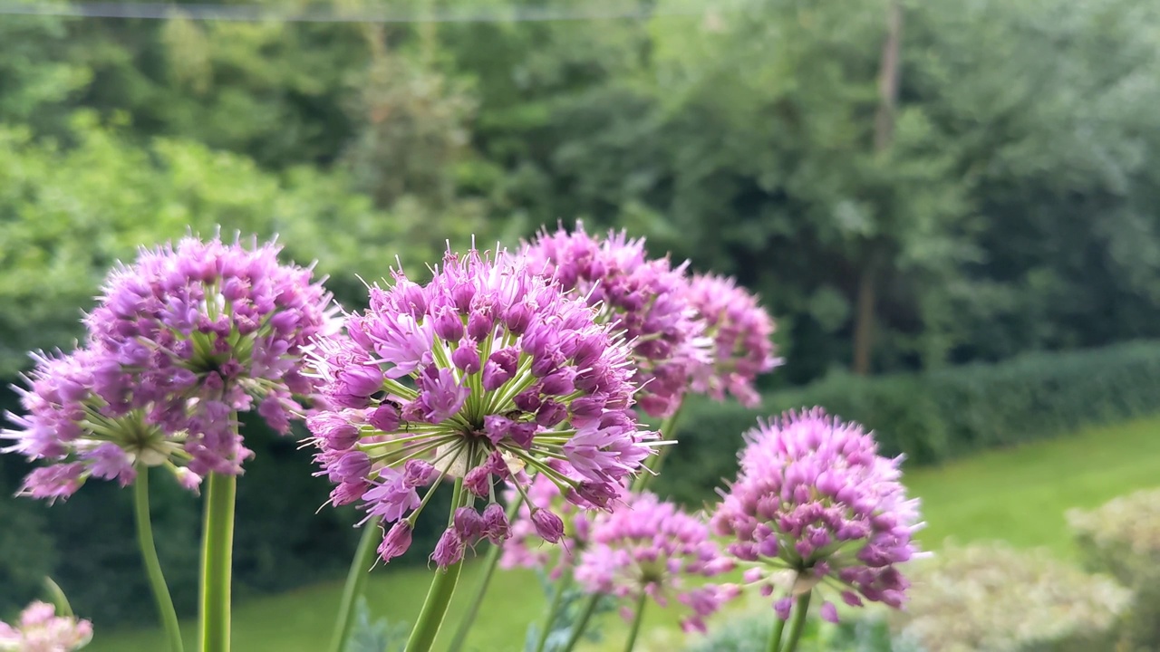 德国大蒜(Allium senescens)可食用的葱属植物视频下载