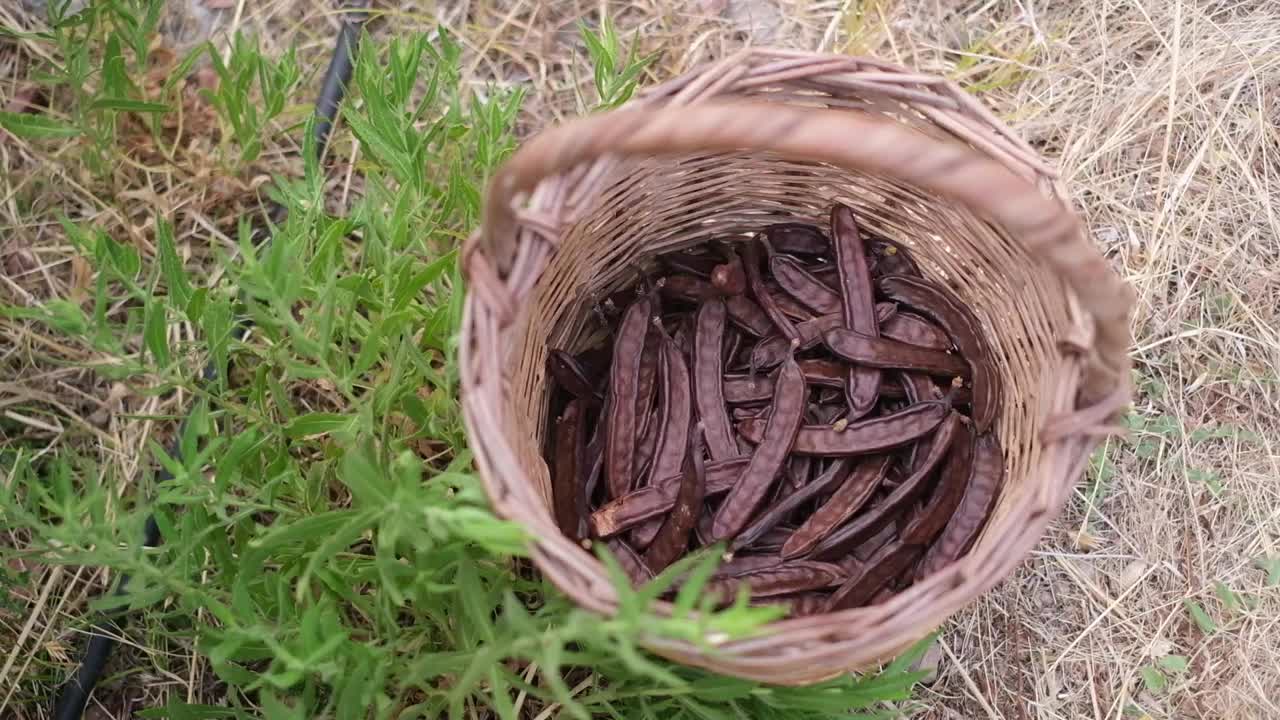 在田间采集角豆。视频下载