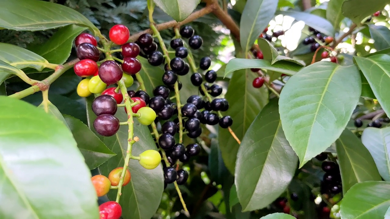 色彩缤纷的比格奈植物视频素材