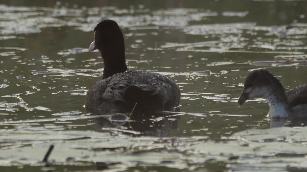 欧亚白骨顶(Fulica atra)和小鸡视频素材