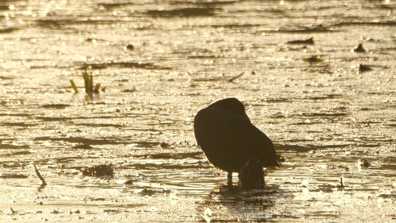 欧亚白骨顶(Fulica atra)和小鸡视频素材