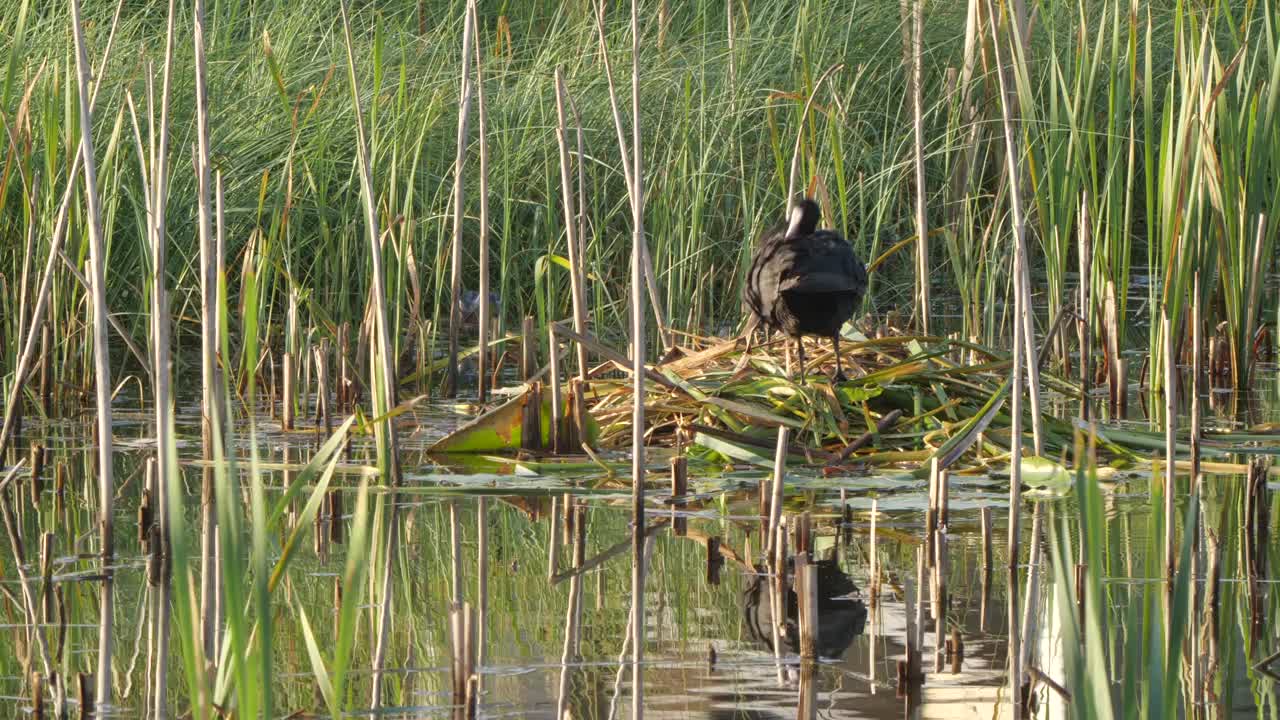 欧亚白骨顶(Fulica atra)和小鸡视频素材