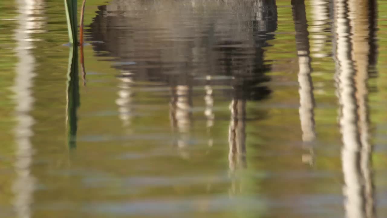 欧亚白骨顶(Fulica atra)和小鸡视频素材