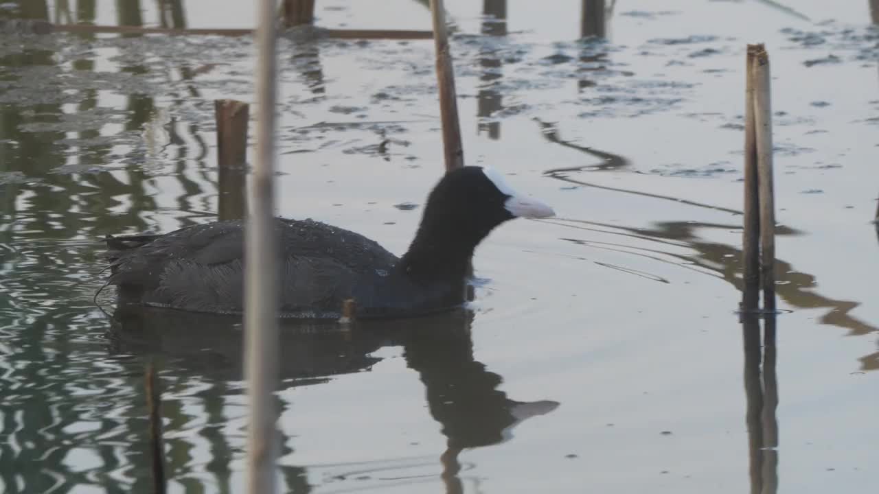 欧亚白骨顶(Fulica atra)和小鸡视频素材