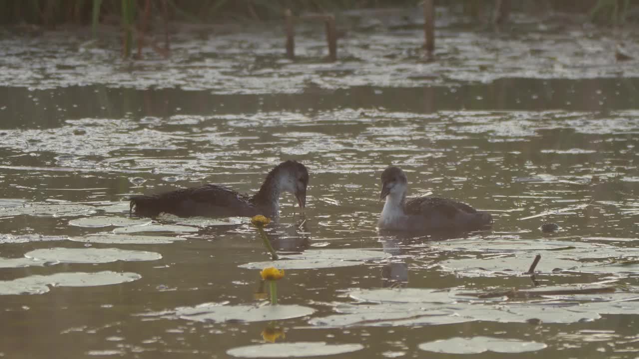 欧亚白骨顶(Fulica atra)和小鸡视频素材