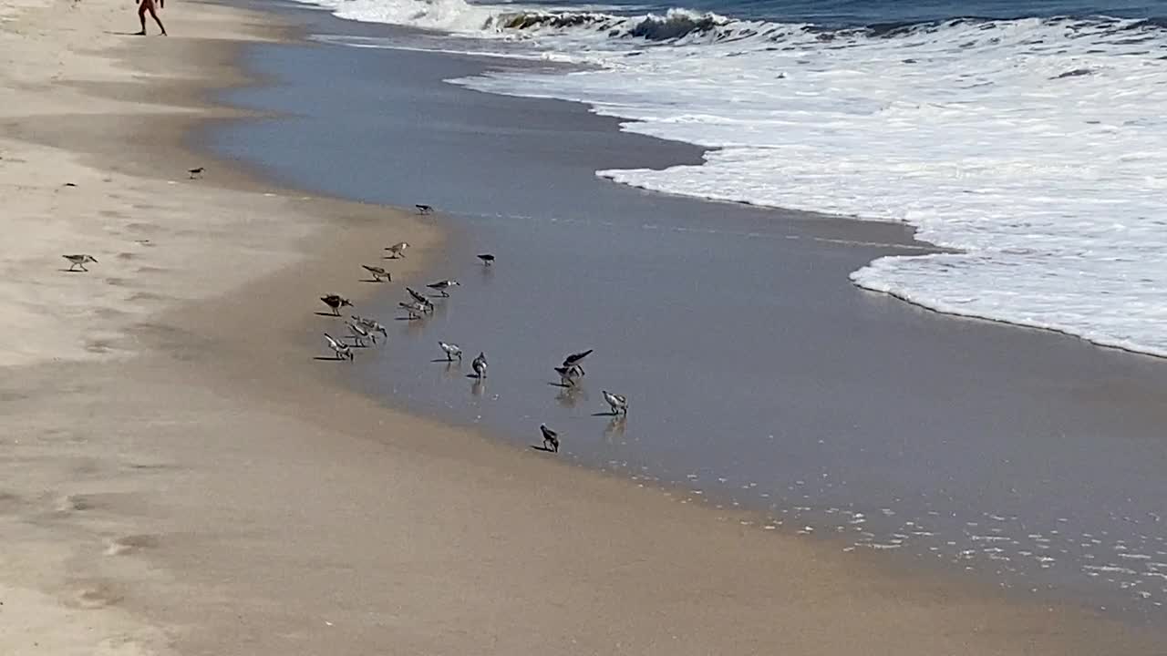 在沙滩上的鸻鸟在水边奔跑，然后从海洋的波浪中飞走视频素材