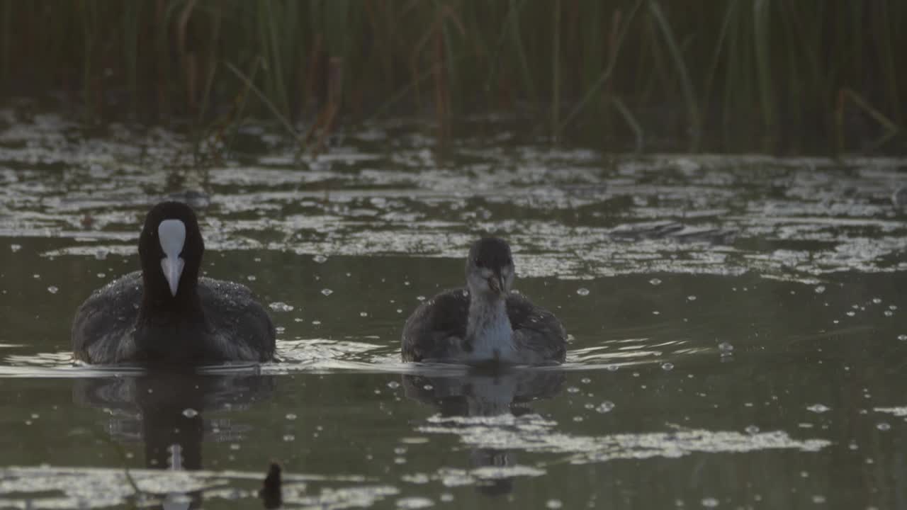 欧亚白骨顶(Fulica atra)和小鸡视频素材