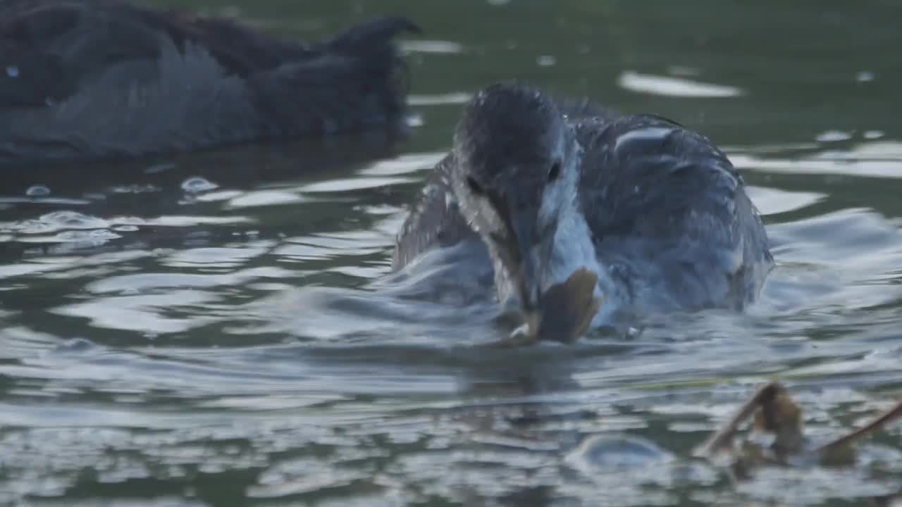 欧亚白骨顶(Fulica atra)和小鸡视频素材