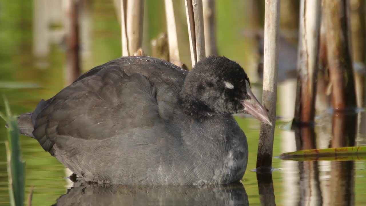 欧亚白骨顶(Fulica atra)和小鸡视频素材