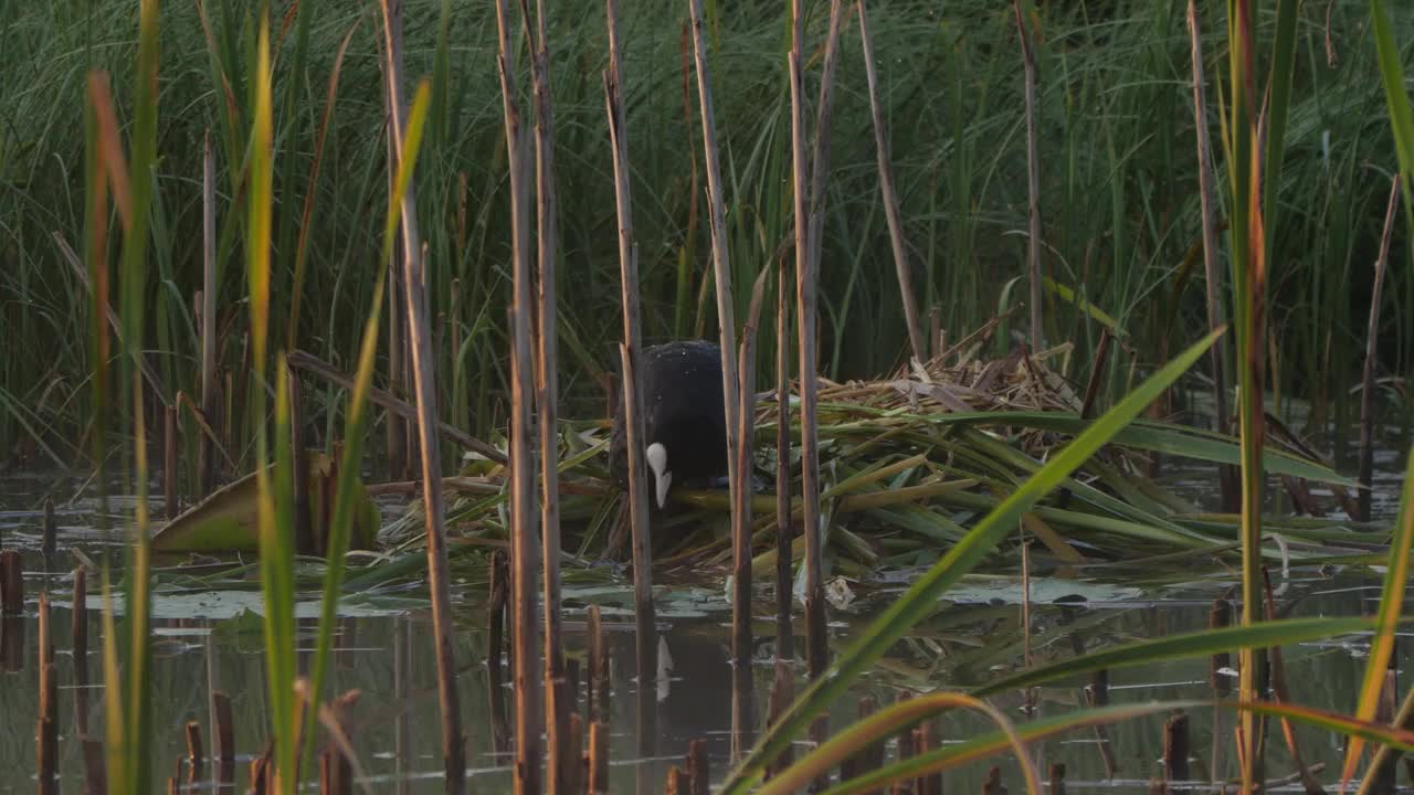 欧亚白骨顶(Fulica atra)和小鸡视频素材