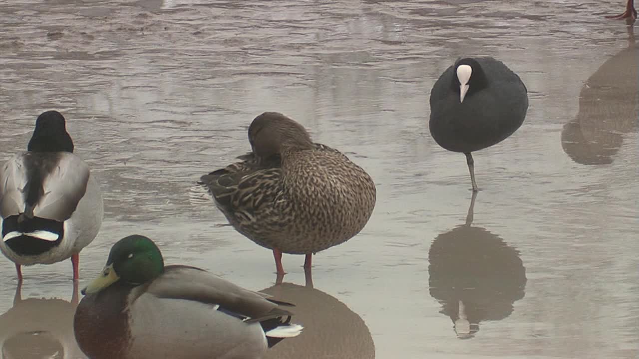 欧亚白骨顶(Fulica atra)和小鸡视频素材