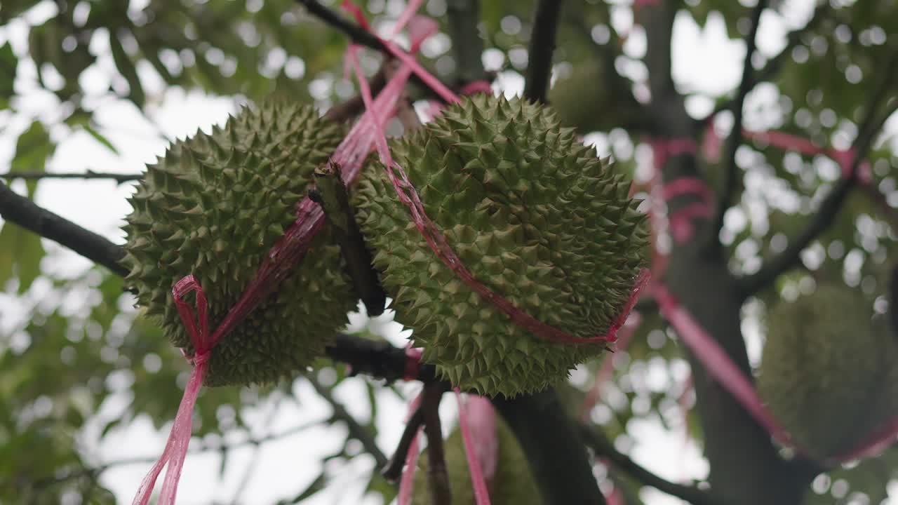 挂在树枝上的迷人榴莲在泰国的榴莲果园景观视频素材