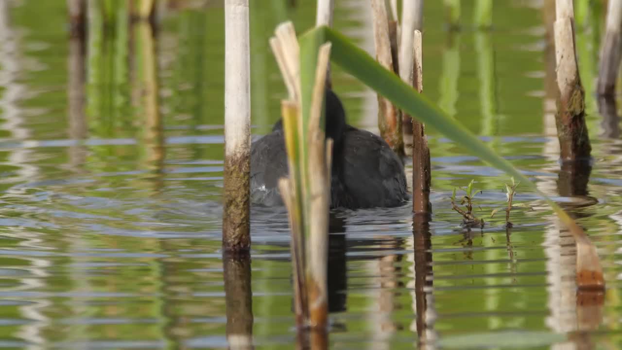 欧亚白骨顶(Fulica atra)和小鸡视频素材