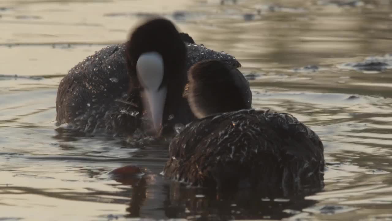 欧亚白骨顶(Fulica atra)和小鸡视频素材