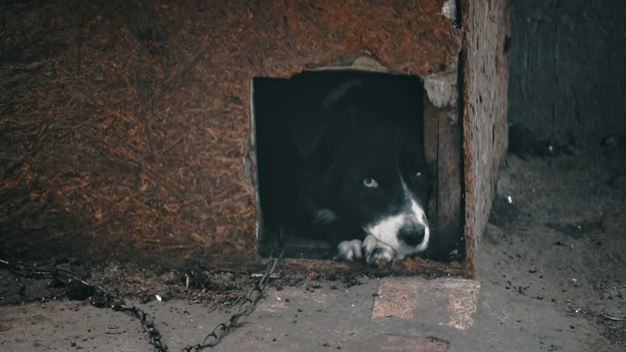 狗悲伤地躺在拴着链子的摊位上看守着房子视频素材