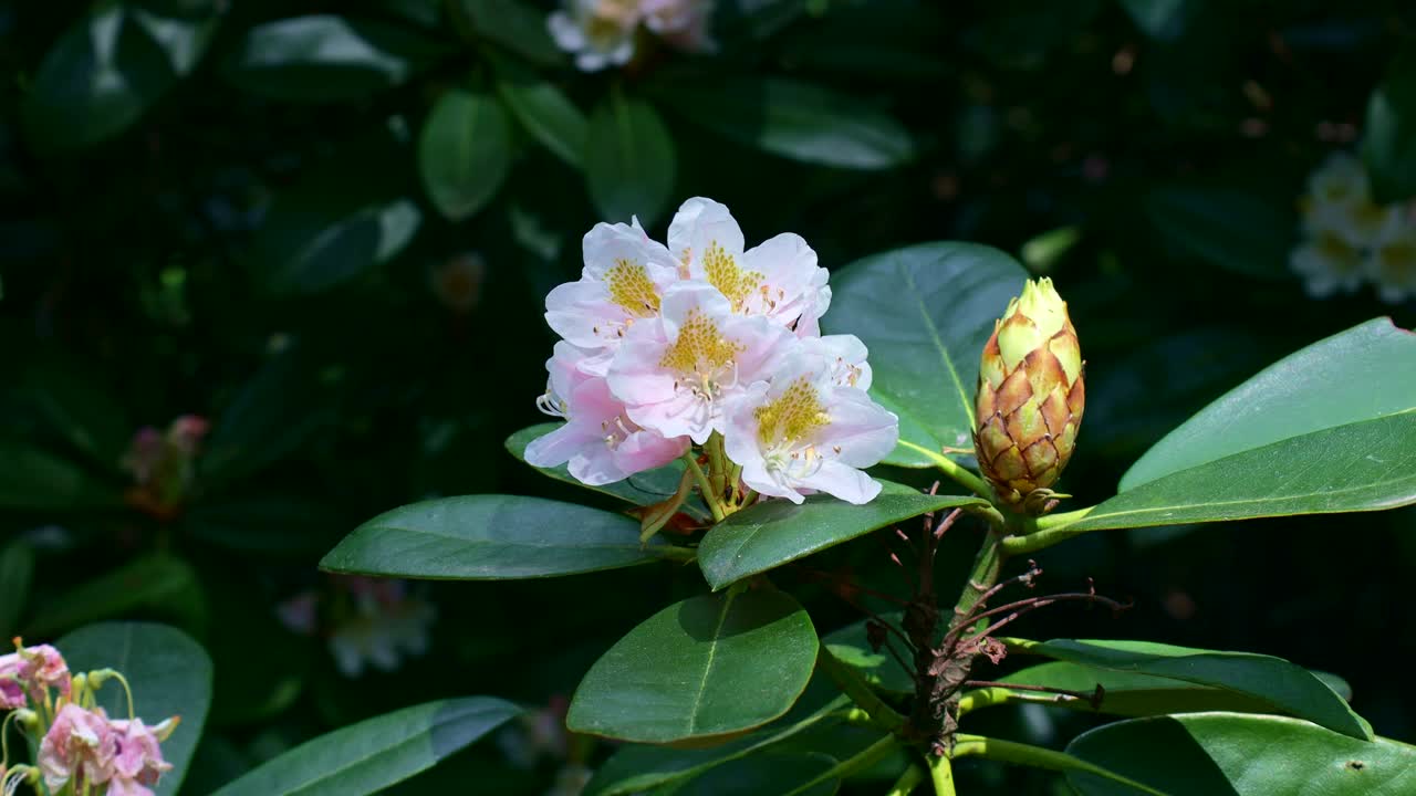 春天的花园里，盛开着绿叶的白色杜鹃花视频素材