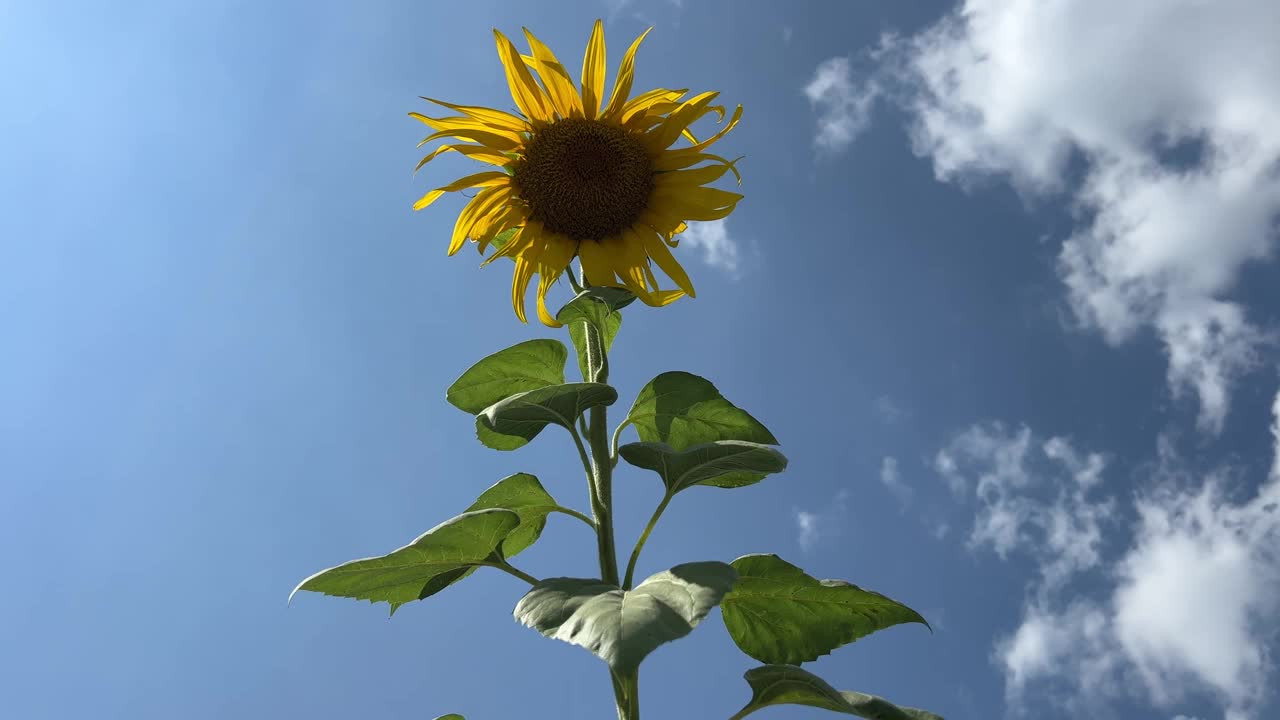 黄花向日葵，蓝天白云。视频素材