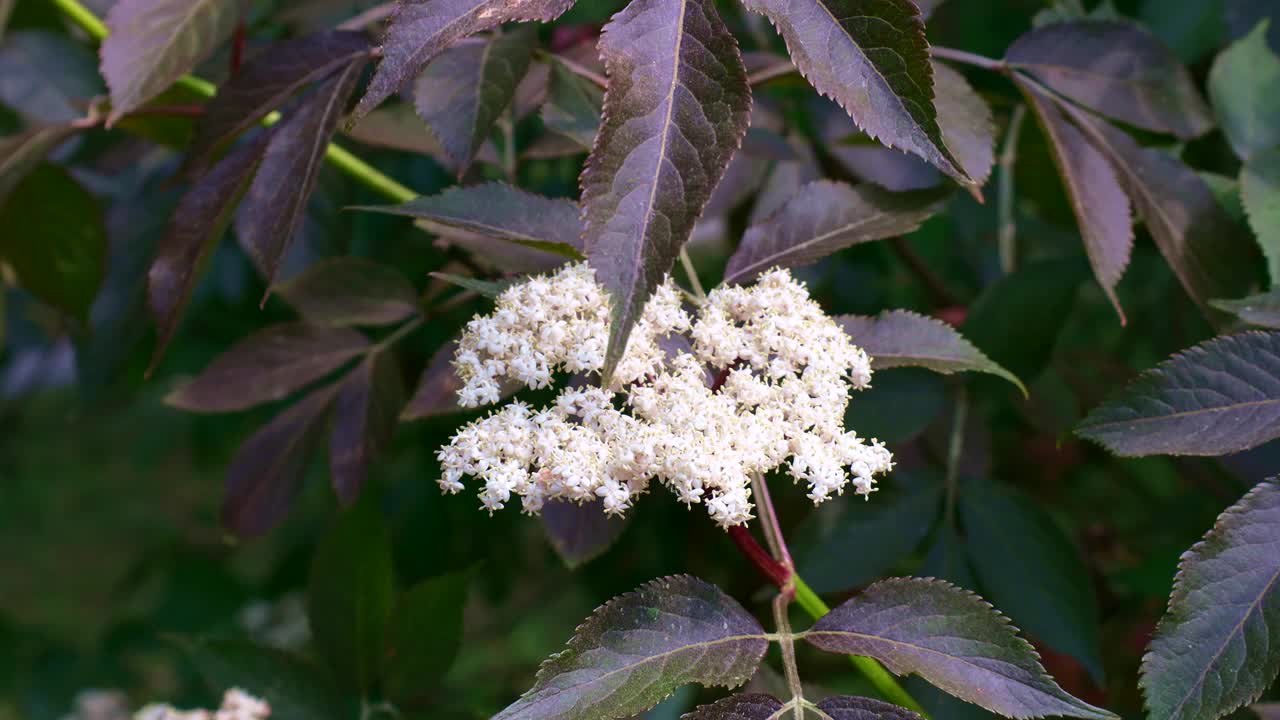 春天花园里开着紫色的白色小花，叶子很黑视频素材