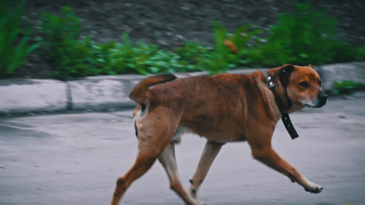 无家可归的狗项圈断了，饿着肚子在街上跑视频素材