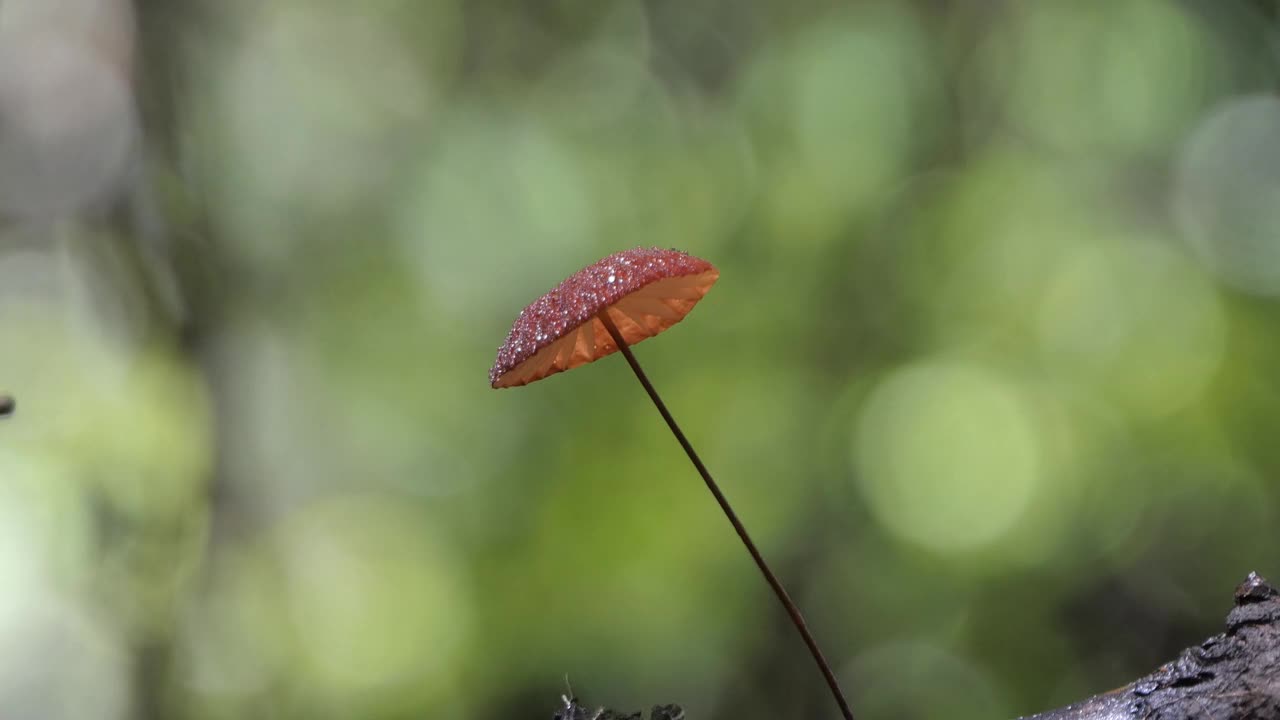 热带雨林中的蘑菇伞。视频素材