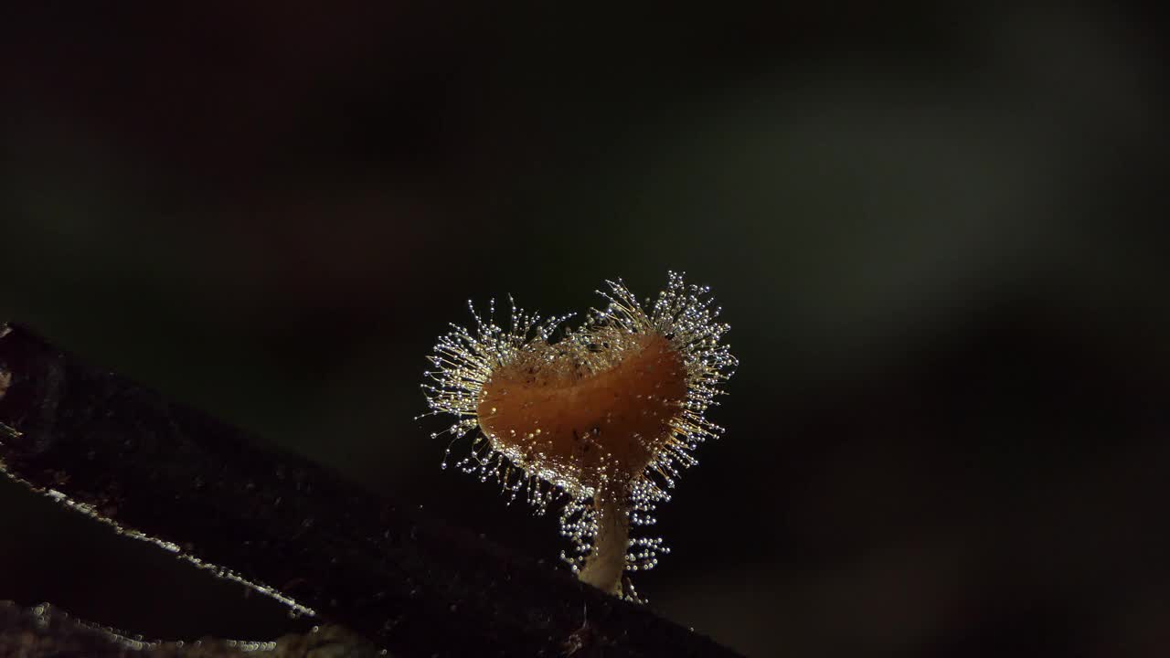 热带雨林中的橙色真菌杯。视频素材