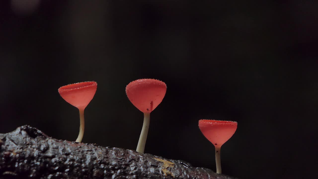 热带雨林木材上的粉红色燃烧杯。视频素材